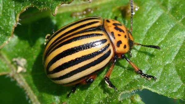 Musuh semula jadi kumbang kentang Colorado, yang mana burung memakan kumbang kentang Colorado