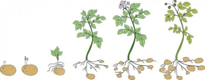 Etapele dezvoltării unui tufiș de cartofi
