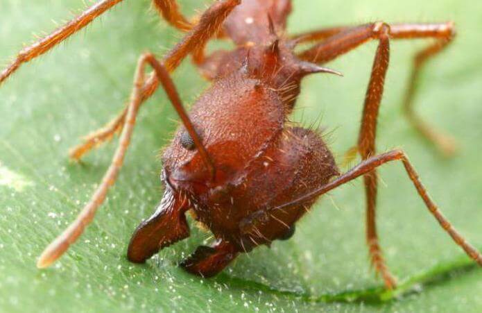 Semut yang menakjubkan ini