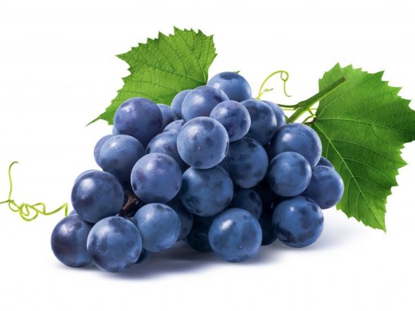 Етимологични характеристики на гроздето