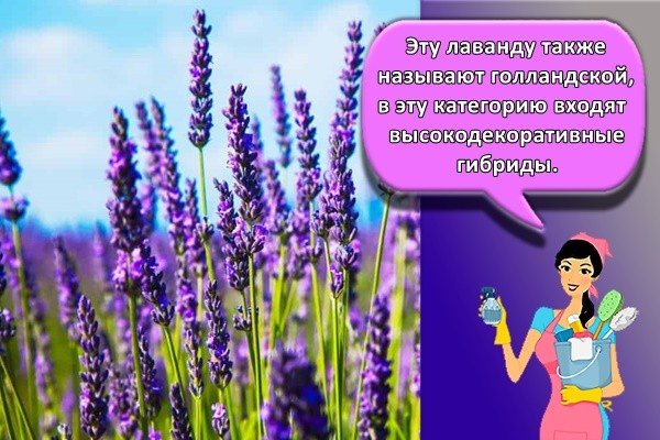 Ang lavender na ito ay tinatawag ding Dutch lavender. Ang kategoryang ito ay may kasamang lubos na pandekorasyon na mga hybrids.