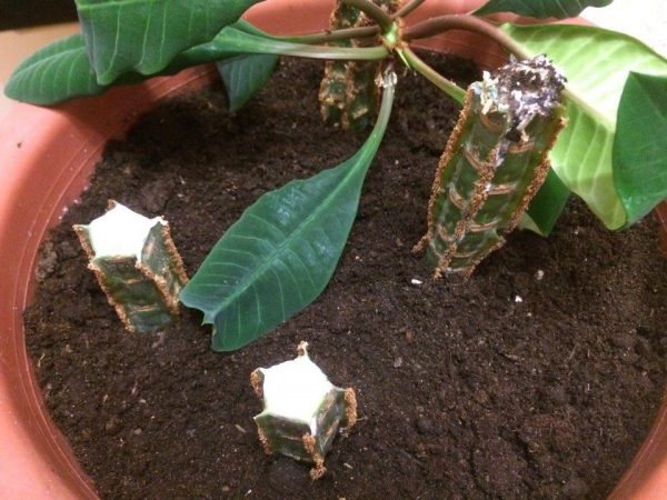 Euphorbia-reproduktion med sticklingar foto