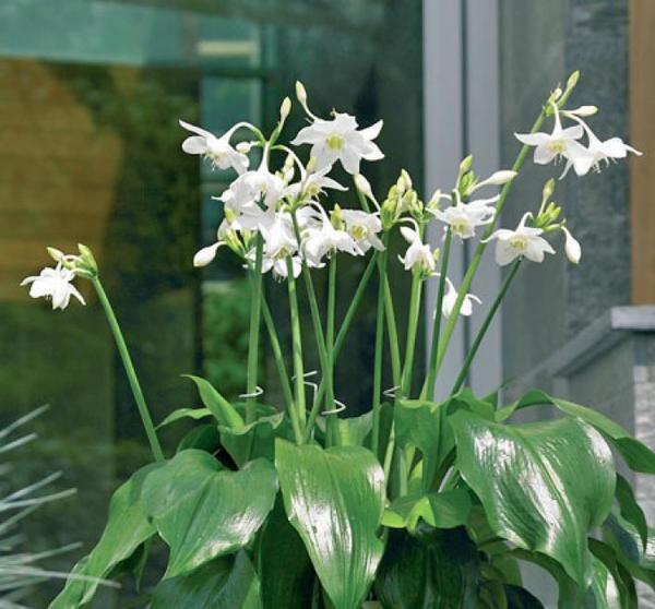 Eucharis nebo amazonská lilie. Fotografie z webu mein-schoener-garten.de