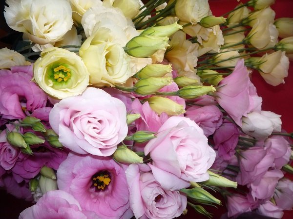 Eustoma is the main competitor of the rose