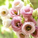 Eustoma growing from seeds at home