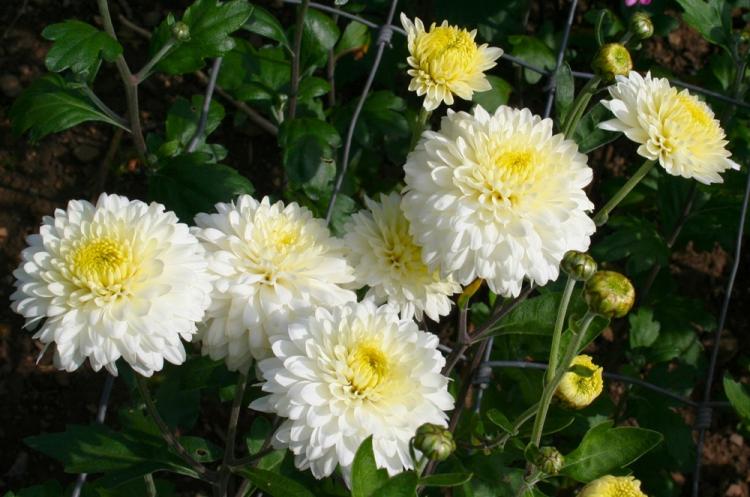 Evelyn Bush - Mga Spice ng Chrysanthemum