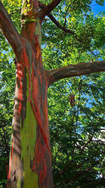 eukalyptusträd