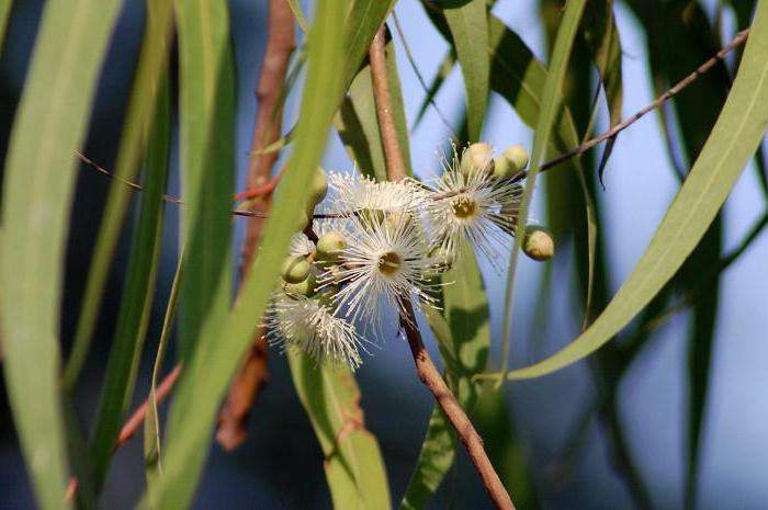 eukalyptus hemma i en kruka