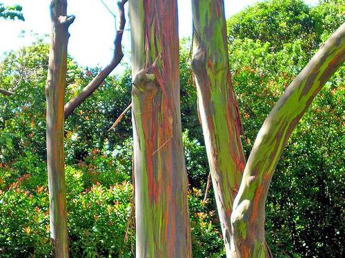 eukalyptus de högsta träden i världen