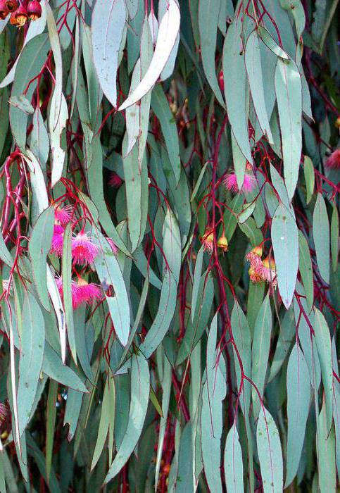 eucalyptus pinakamataas na mga puno