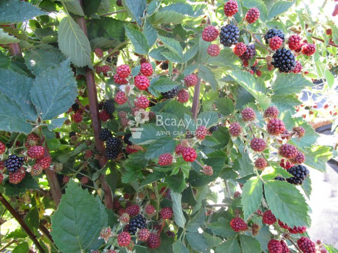 Blackberry Black Satin е високо многогодишно растение, което се отличава с липсата на тръни и декоративни качества