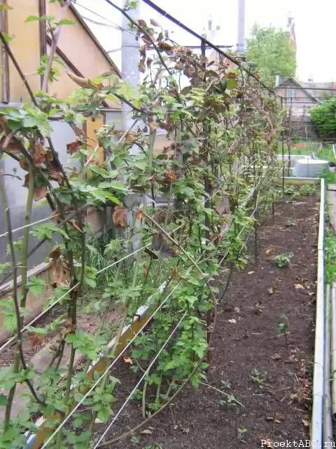 Blackberries tied to trellises