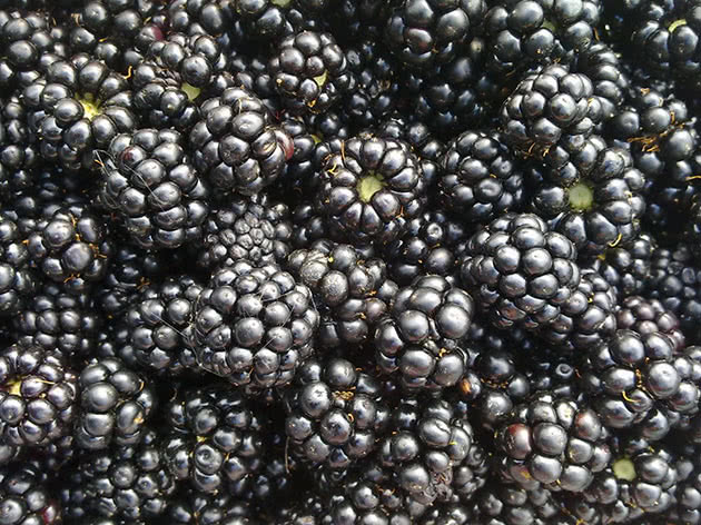 Blackberries - benefits and harms