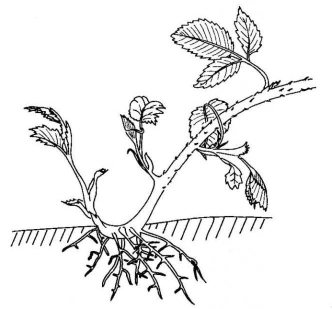 blackberry planting reproduction