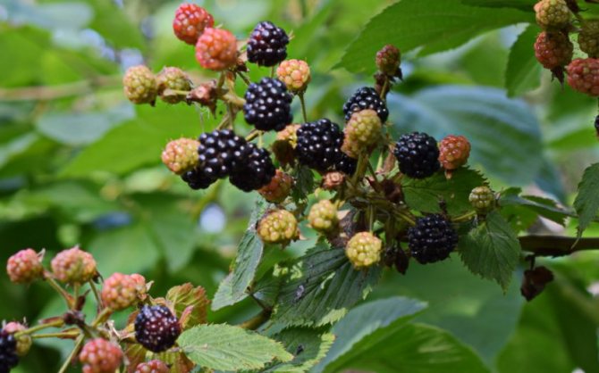 Dewberry blackberry