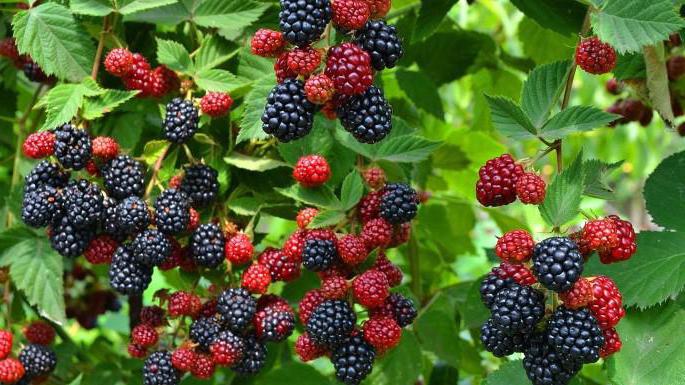 pembiakan dan pemangkasan penanaman blackberry