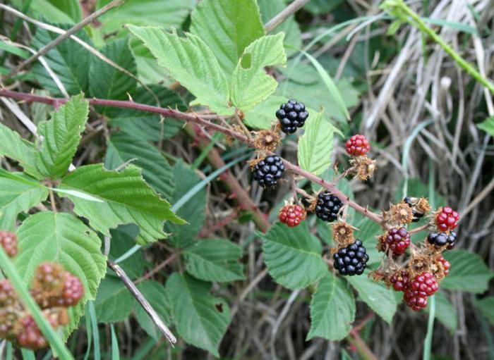 blackberry care cultivation reproduction