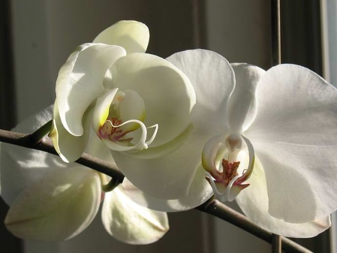 "Phalaenopsis" adalah anggrek dalaman termudah untuk dipelihara, yang boleh mekar dengan sedikit atau tanpa rehat.
