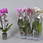Phalaenopsis, which are sold in supermarkets in gift wrapping, are Dutch industrial hybrids that are produced for mass distribution and most often do not have a varietal name. Compared to varietal ones, they are very cheap, but they take root well in apartments and bloom regularly.
