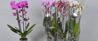 Phalaenopsis, които се продават в супермаркетите в опаковане на подаръци, са холандски индустриални хибриди, които се произвеждат за масово разпространение и най-често нямат сортово наименование. В сравнение със сортовите, те са много евтини, но се вкореняват добре в апартаментите и цъфтят редовно.