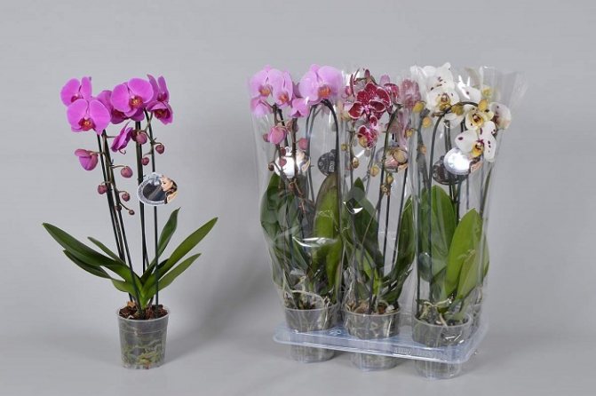 Phalaenopsis, které se prodávají v supermarketech v dárkovém balení, jsou holandské průmyslové hybridy, které se vyrábějí pro hromadnou distribuci a nejčastěji nemají název odrůdy. Ve srovnání s odrůdami jsou velmi levné, ale v bytech se dobře zakoření a pravidelně kvete.