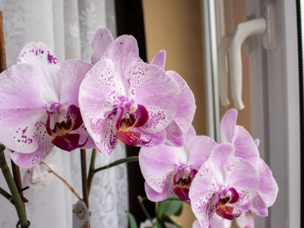 Phalaenopsis are watered with warm water