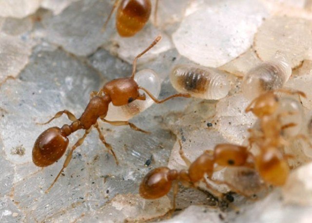 Faraos myror