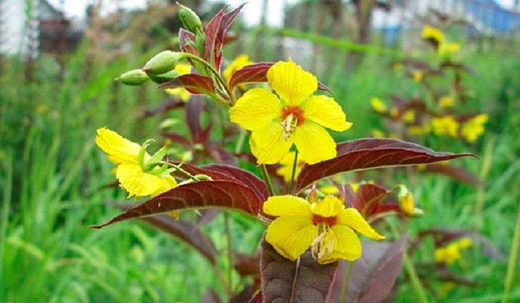 Pharmacological properties of the coin loosestrife