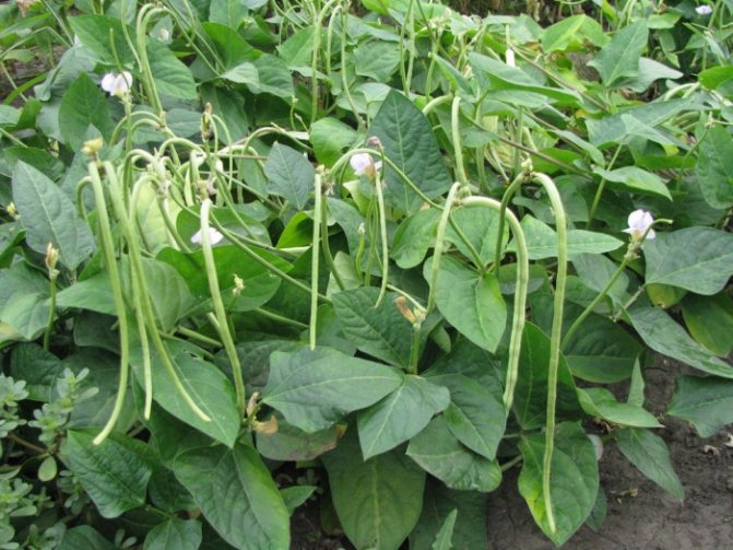 Mga berdeng beans - lumalaki at nagmamalasakit, detalyadong impormasyon at payo