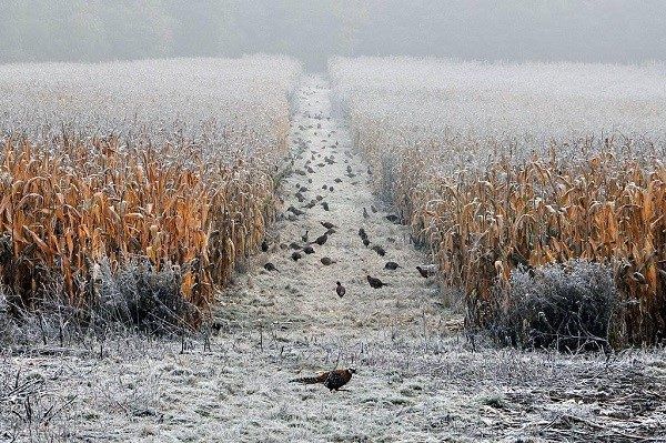 Pheasants menunggu sejuk dan pergi ke ladang yang diusahakan oleh manusia untuk mengumpulkan sisa-sisa makanan yang sesuai di sana.