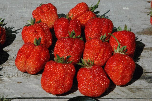 Festival strawberry