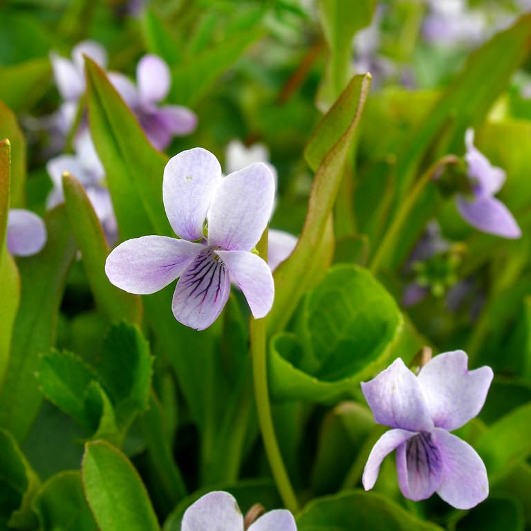 Marsh violett