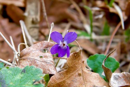 Doftande violett: beskrivning, odling