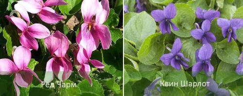 Violet parfumat: descriere, cultivare