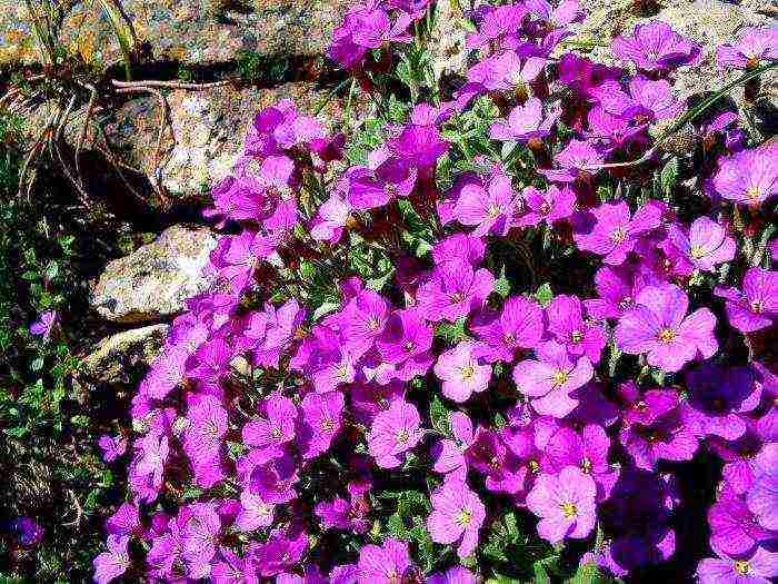 violett doftande plantering och vård i det öppna fältet