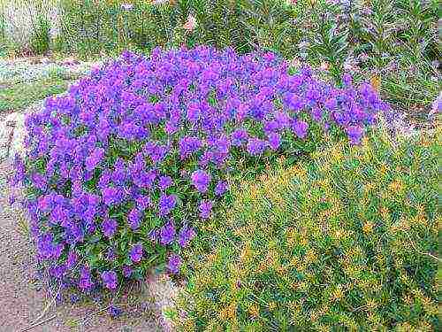 violett doftande plantering och vård i det öppna fältet