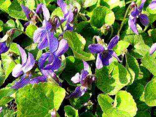 plantarea și îngrijirea parfumată a violetului în câmp deschis
