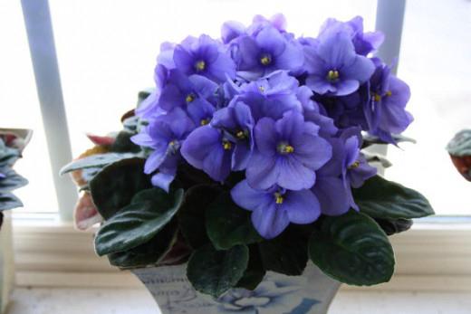 Violet indoor care and reproduction
