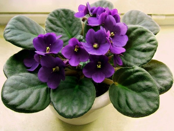 Violett är en mycket populär blomma