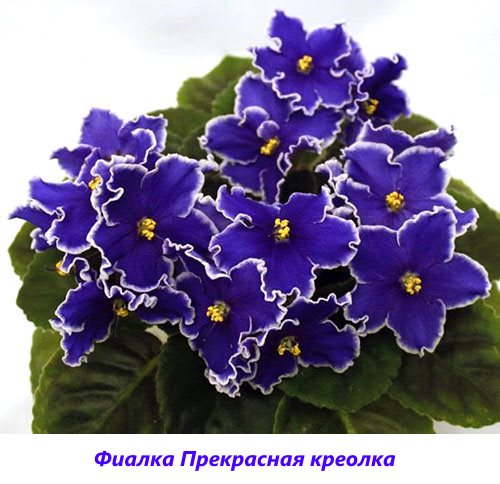 Виолетов Прекрасен креолски