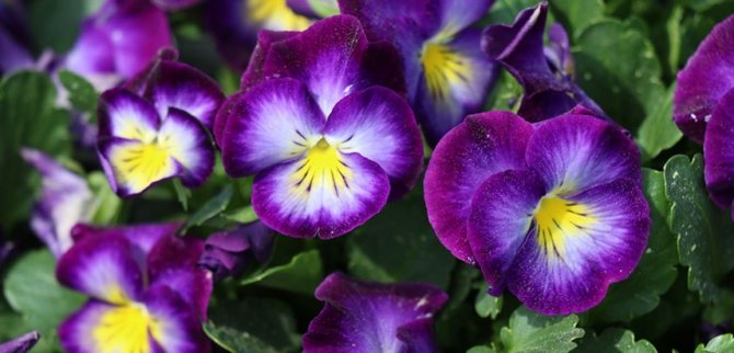 Violet: tanda dan takhayul, makna bunga, adakah mungkin tumbuh bunga violet di rumah