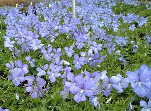 Violett hornad flerårig odling