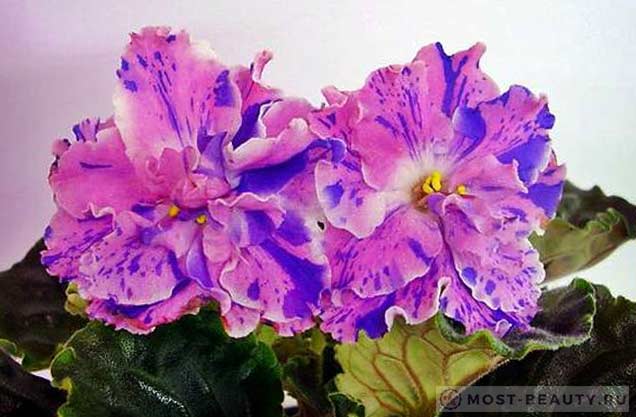 violet rosemary