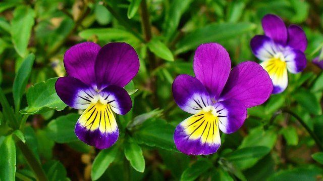 Violett tricolor