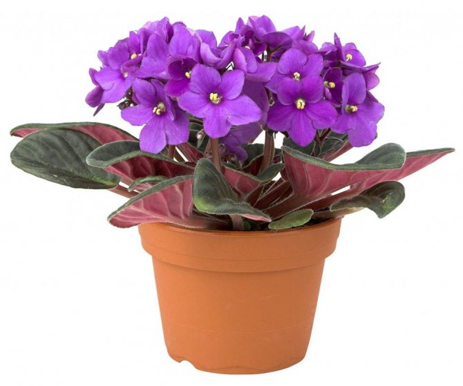 violet in a pot