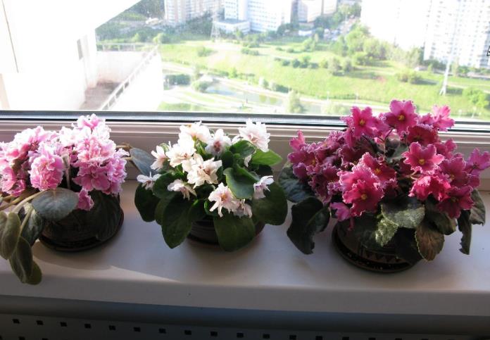 Mga lila sa windowsill