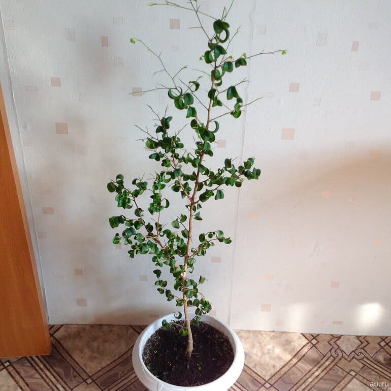 Ficus Baroc