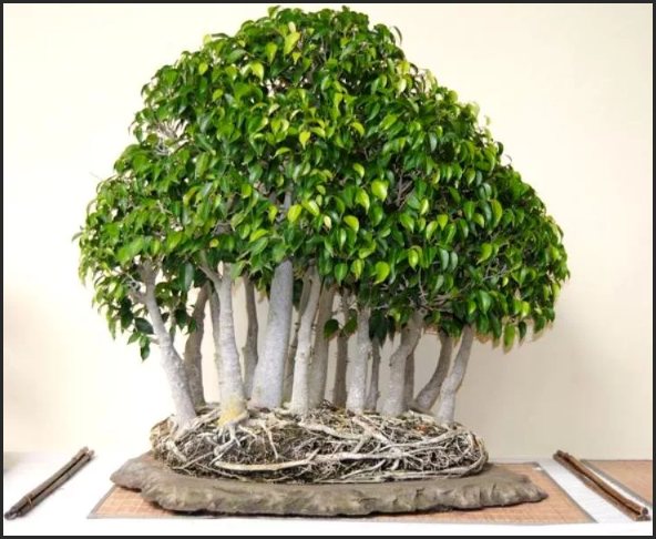 ficus benjamina bonsai