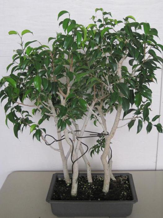 ficus benjamin crown and trunk formation
