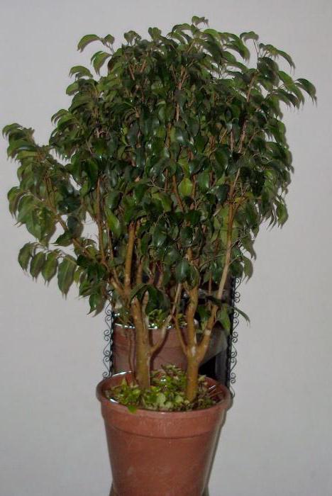ficus benjamin crown formation at home